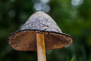 7 Tricks für die Pilz-Fotografie | Unterschätzte saisonale Fotomotive